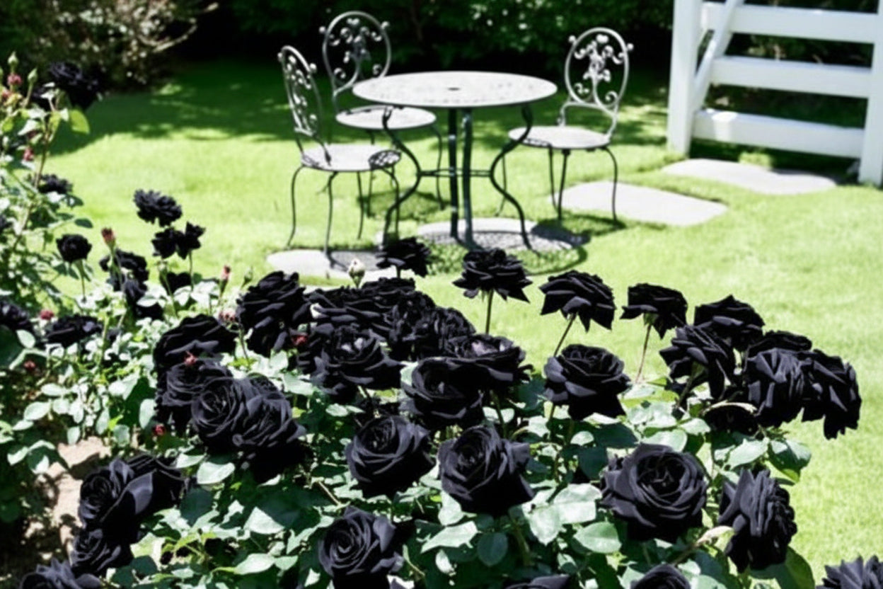 Black Rose Seeds (Pack of 20) with Plant Growth Serum