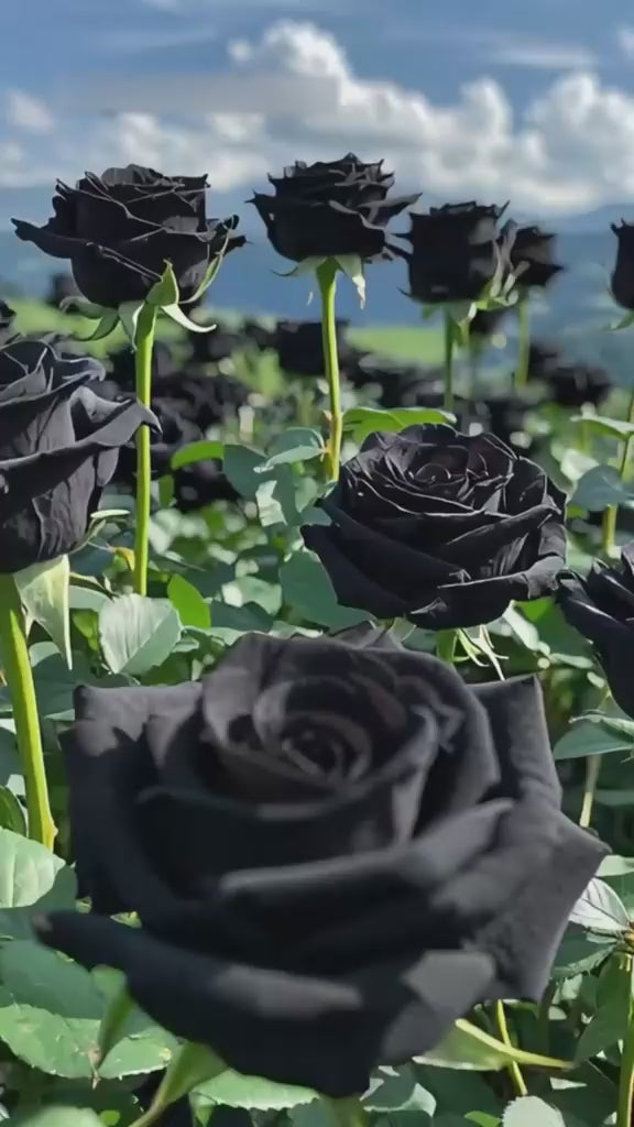 Black Rose Seeds (Pack of 20) with Plant Growth Serum